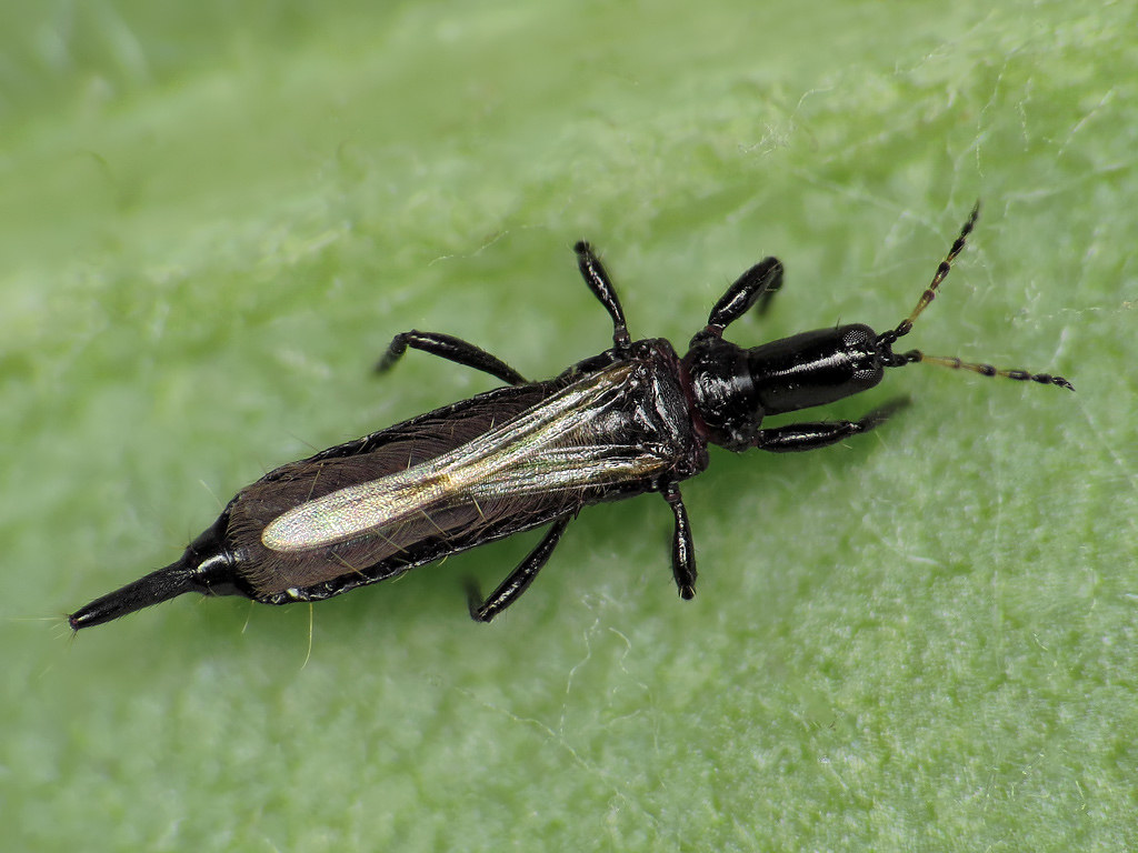An adult thrip on a green leaf