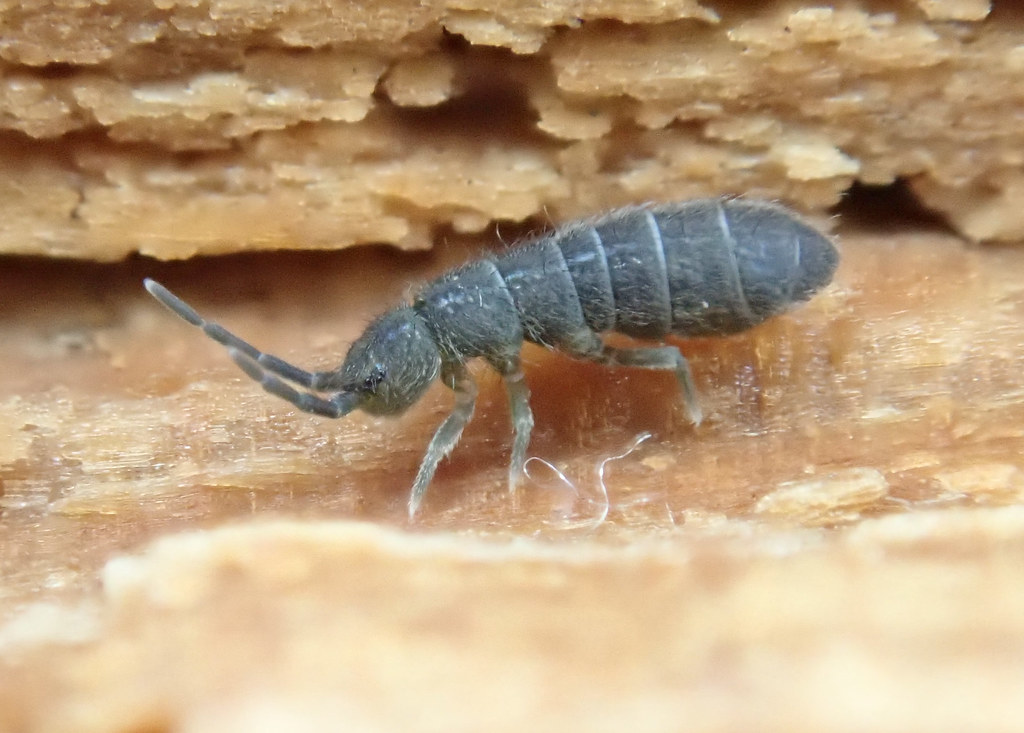Springtail - Isotoma viridis