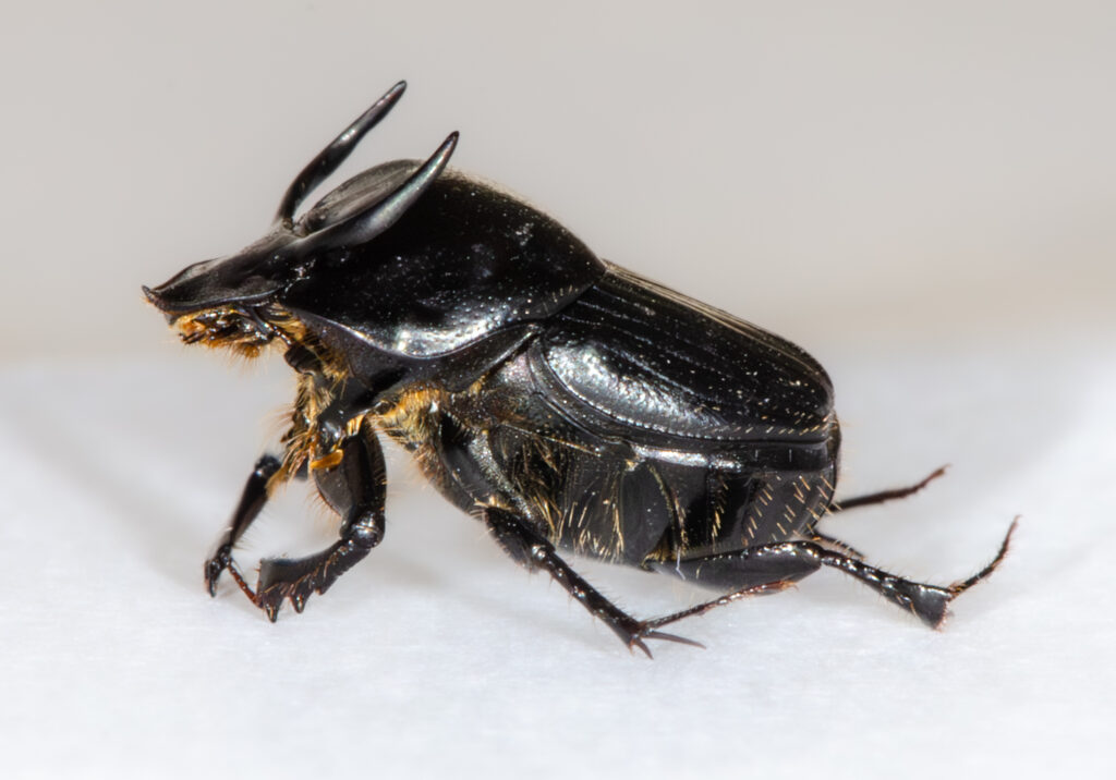 A close-up image of a horned dung beetle on a white surface.