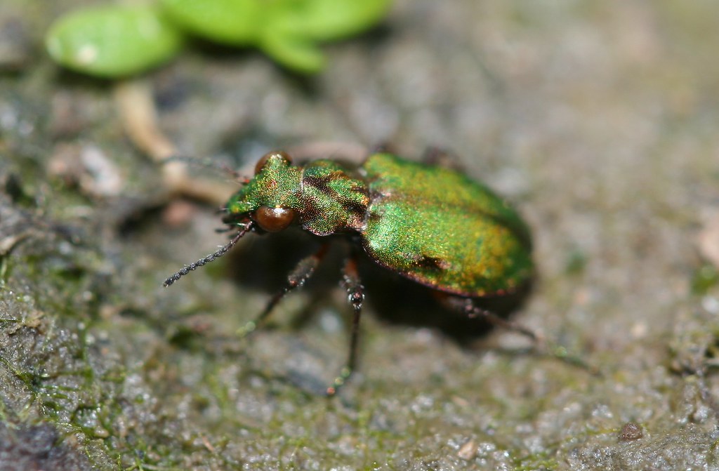 A ground beetle on the ground