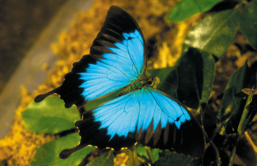 Ulysses butterfly perched on a leaf