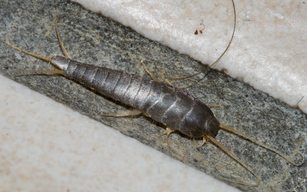 A silverfish on a bathroom floor