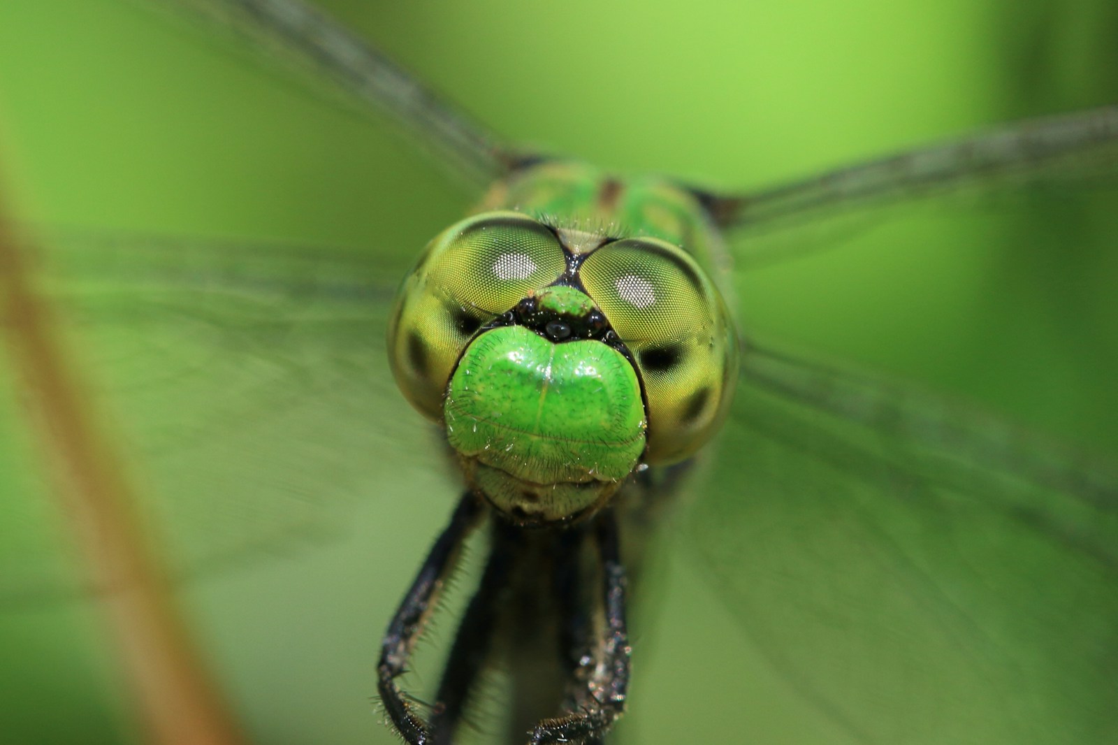 Green and black dragonfly in close up photography