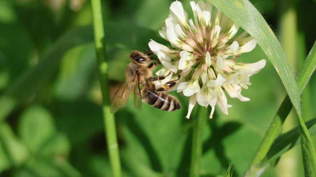 A couple of bees sitting on top of a white flower