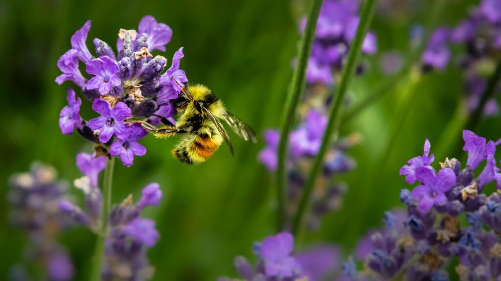 macro shot photography of bee