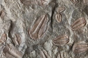 The Oldest Known Insect Fossil — And What It Tells Us About Life on ...