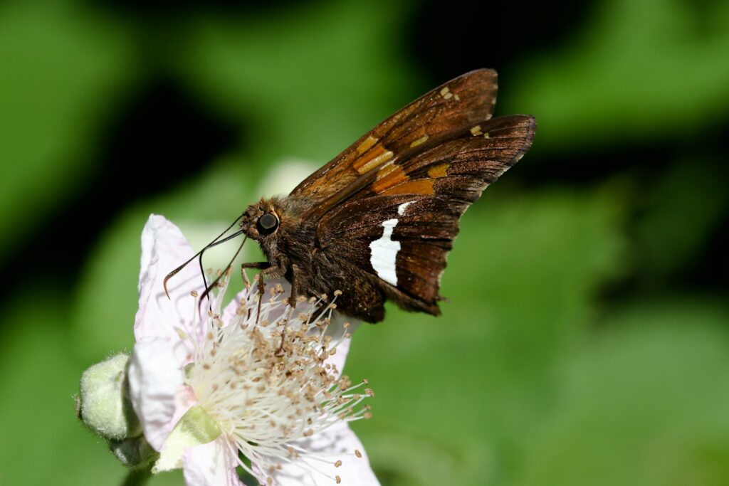 Brown butterfly visiting a white flower