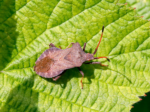 Dock Squash Bug