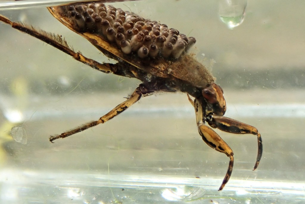 Male giant water bugs (Belostomatidae)