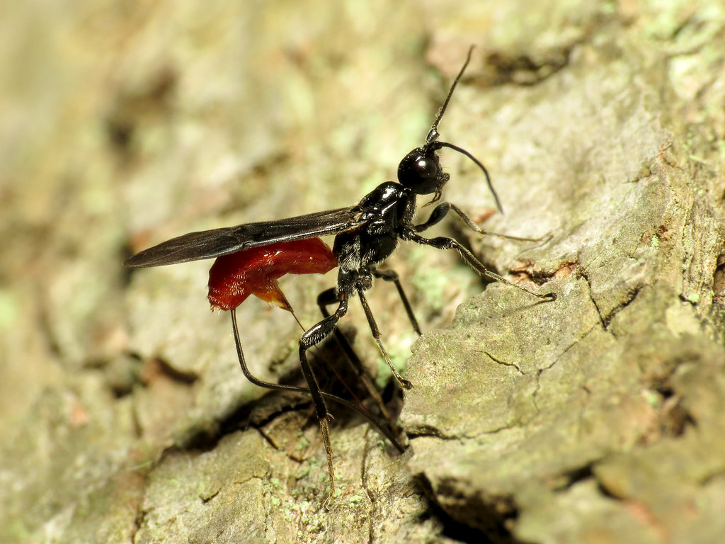 Braconid Wasp Ovipositing