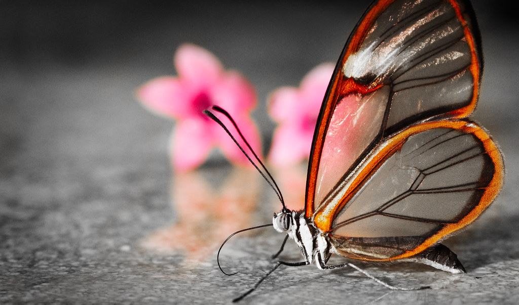 Glasswing butterfly with its transparent wings