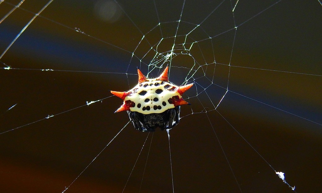 A macro-shot of a Spinybacked Orb Weaver on its web