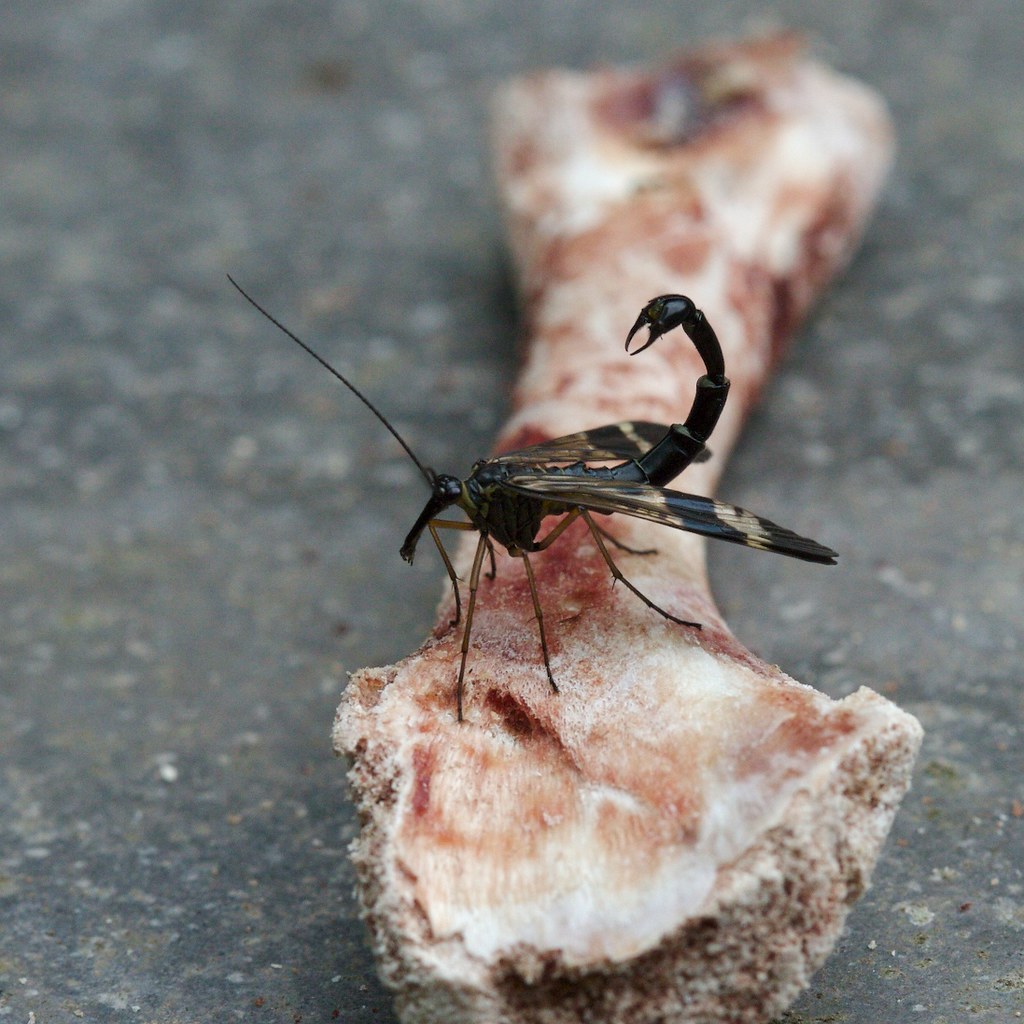Scorpionfly standing on a bone