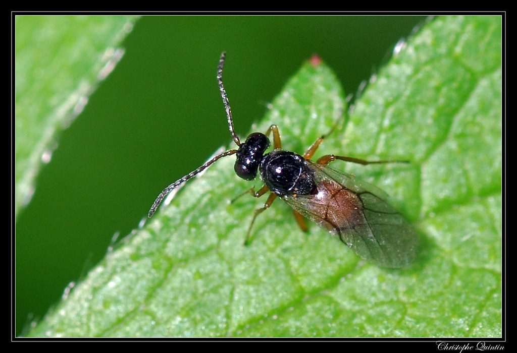 Gall wasp (Cynipidae)