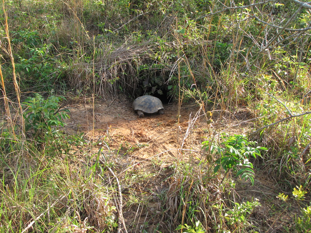 A Gopher Tortoise at its burrow's entrance