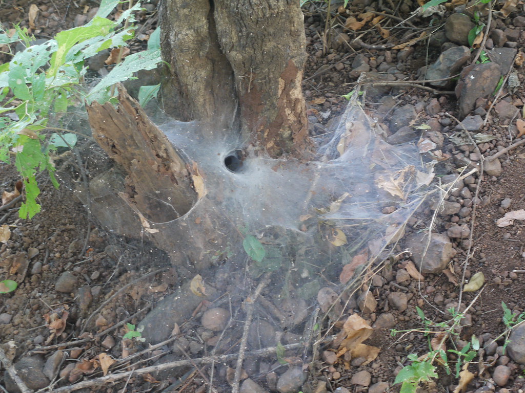 Tunnel sheet spider web