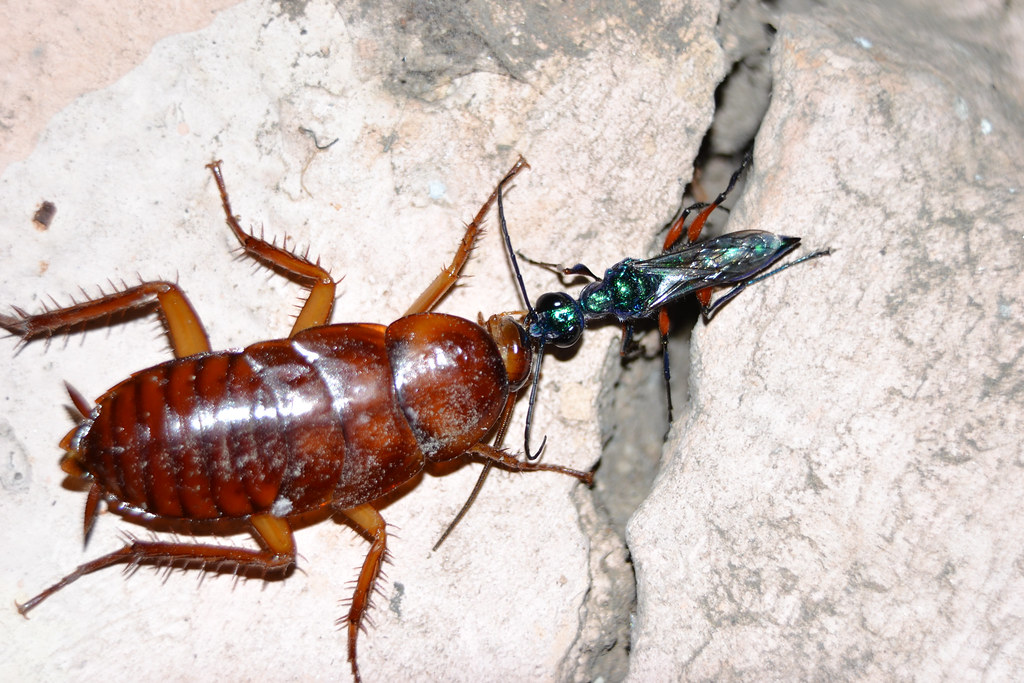 The emerald cockroach wasp stinging a cockroach so it can lay eggs on it.