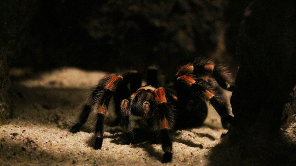brown and black tarantula on ground