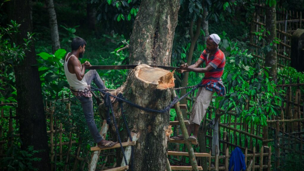 two man cutting standing on ladder and cutting tree