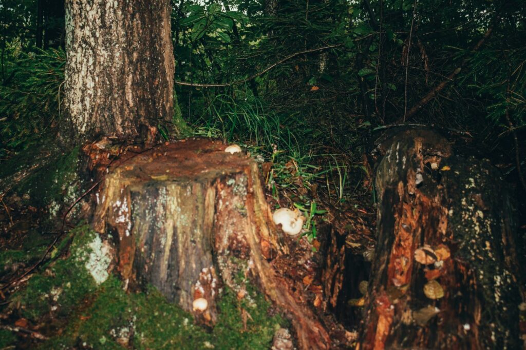 A tree stump in the middle of a forest