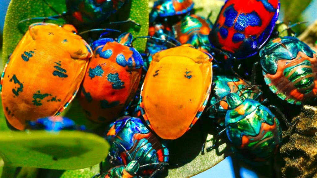 macro shot of assorted insects on green leaf