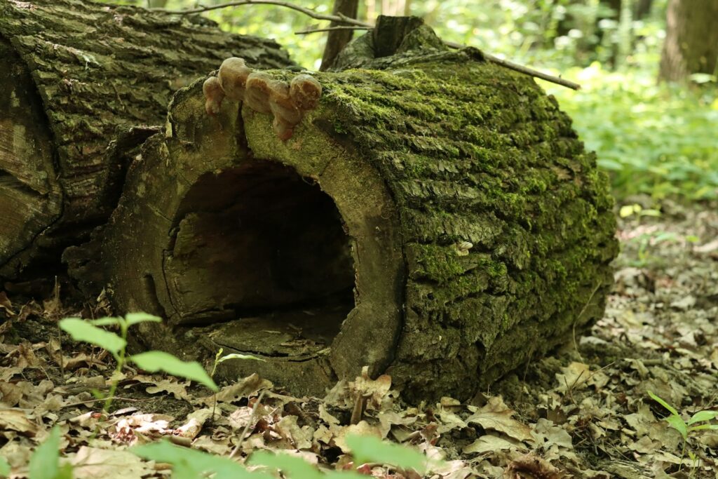 A log that has been cut down in the woods