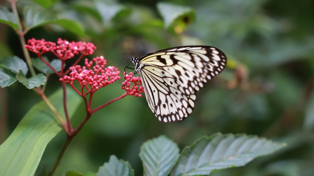 white and black butterfly on pink flower
