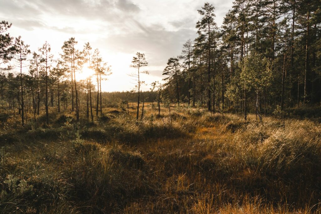 A pale looking forest