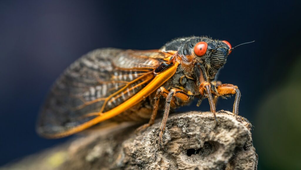 a close up of a bug