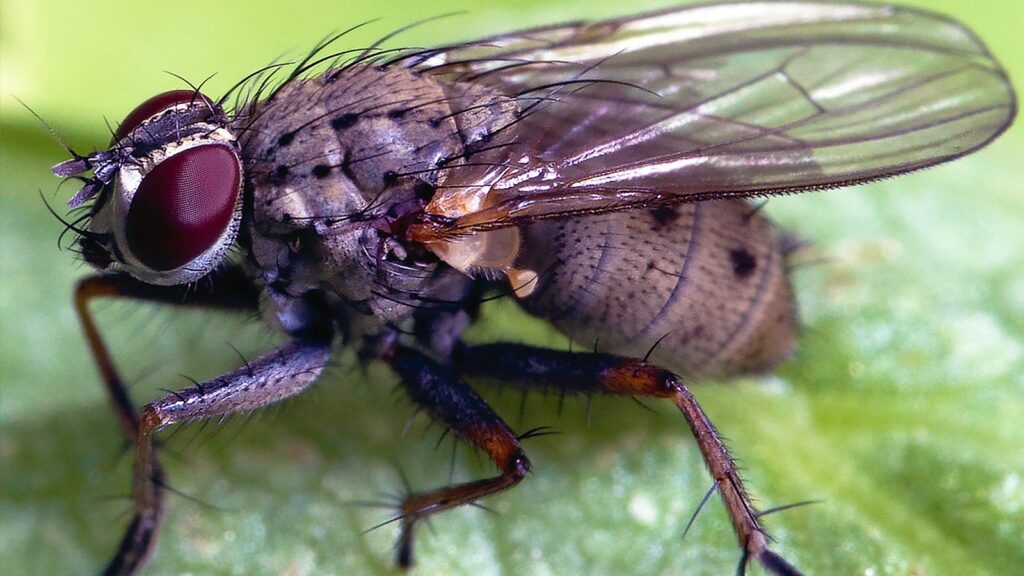 black and white fly on green leaf