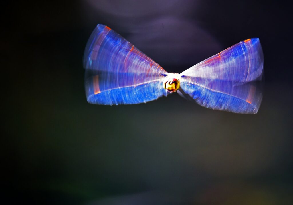 Purple and yellow dragonfly in time-lapse photography