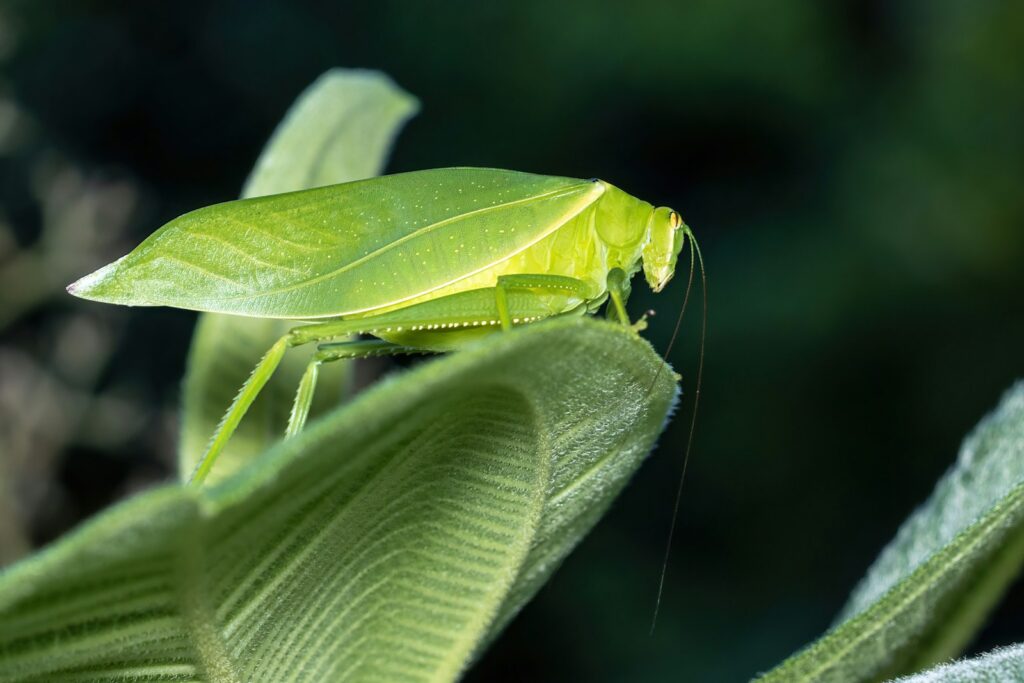 A close up of a green insect on a leaf