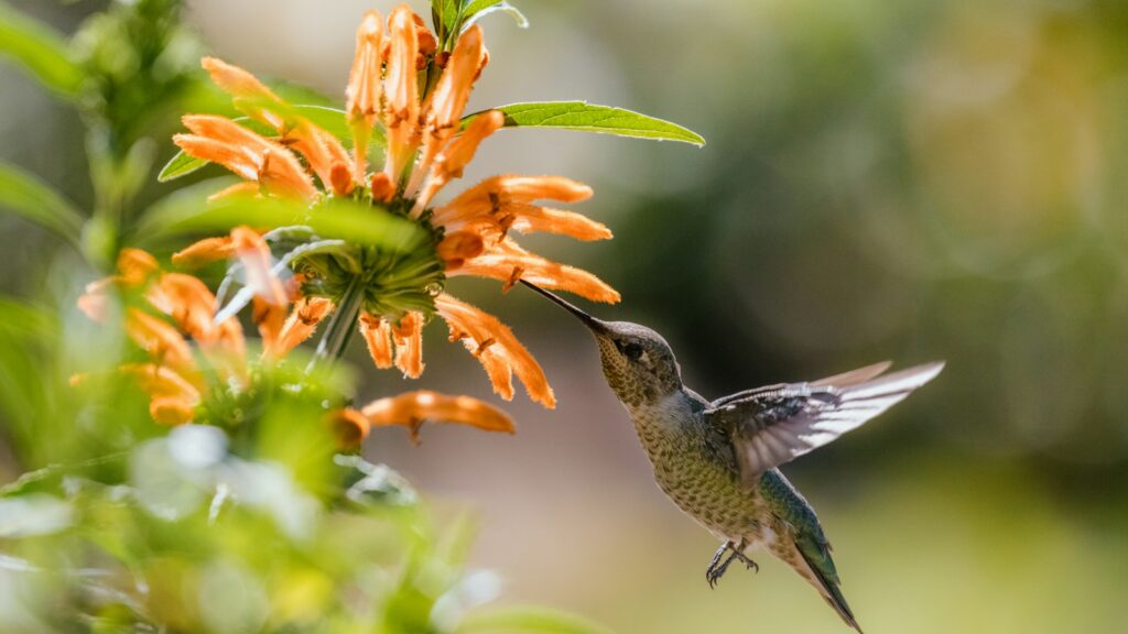 green and gray humming bird flying over yellow flowers