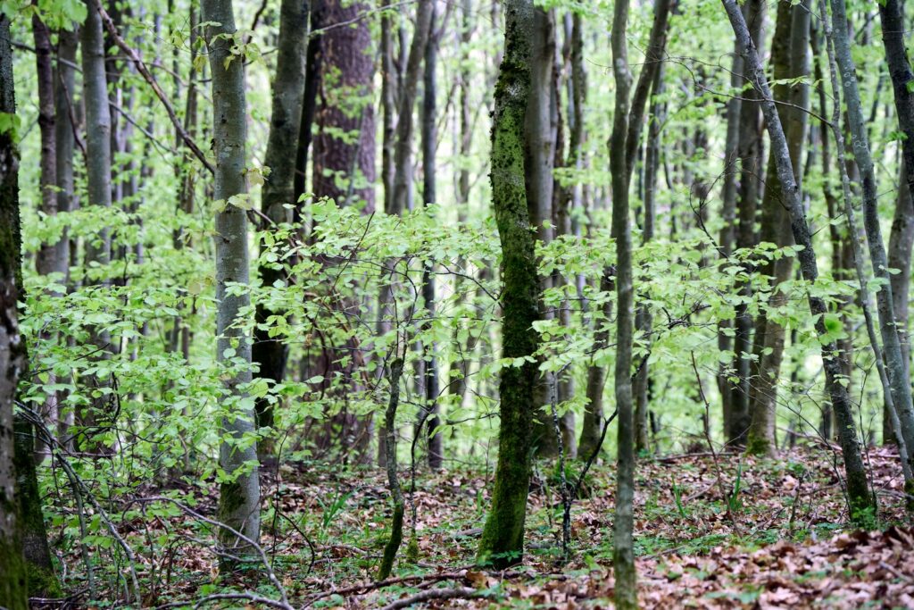 A forest filled with lots of green trees