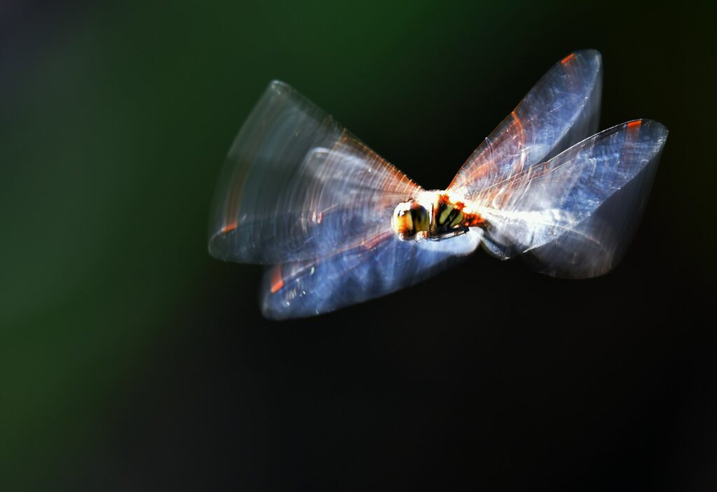 A dragonfly in flight