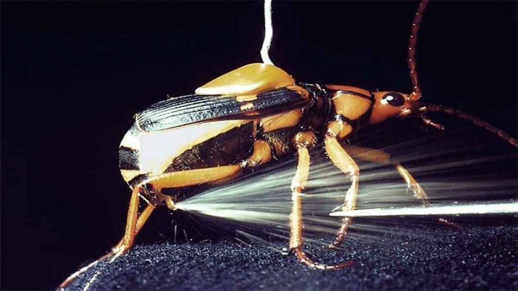 An African bombardier beetles releasing poisonous chemical