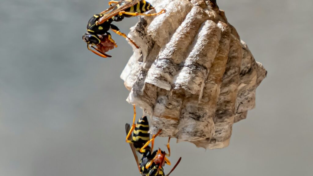 A couple of yellow and black bees on a rock