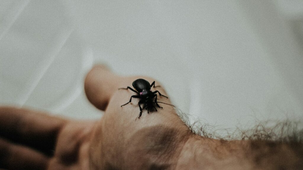 a small black insect sitting on top of a person's arm