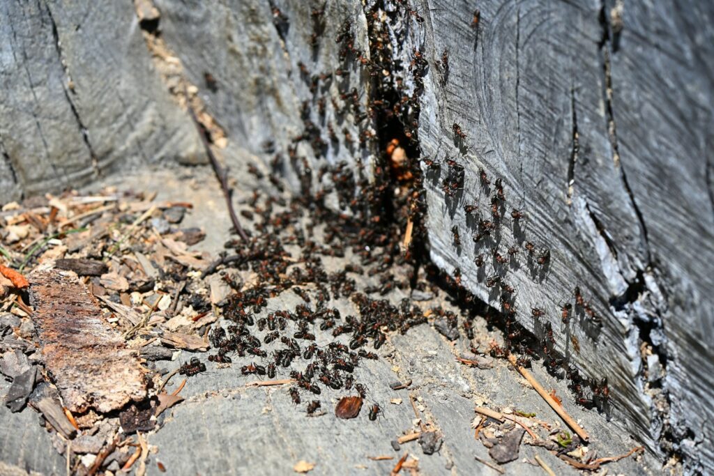 Ants swarm a tree stump.