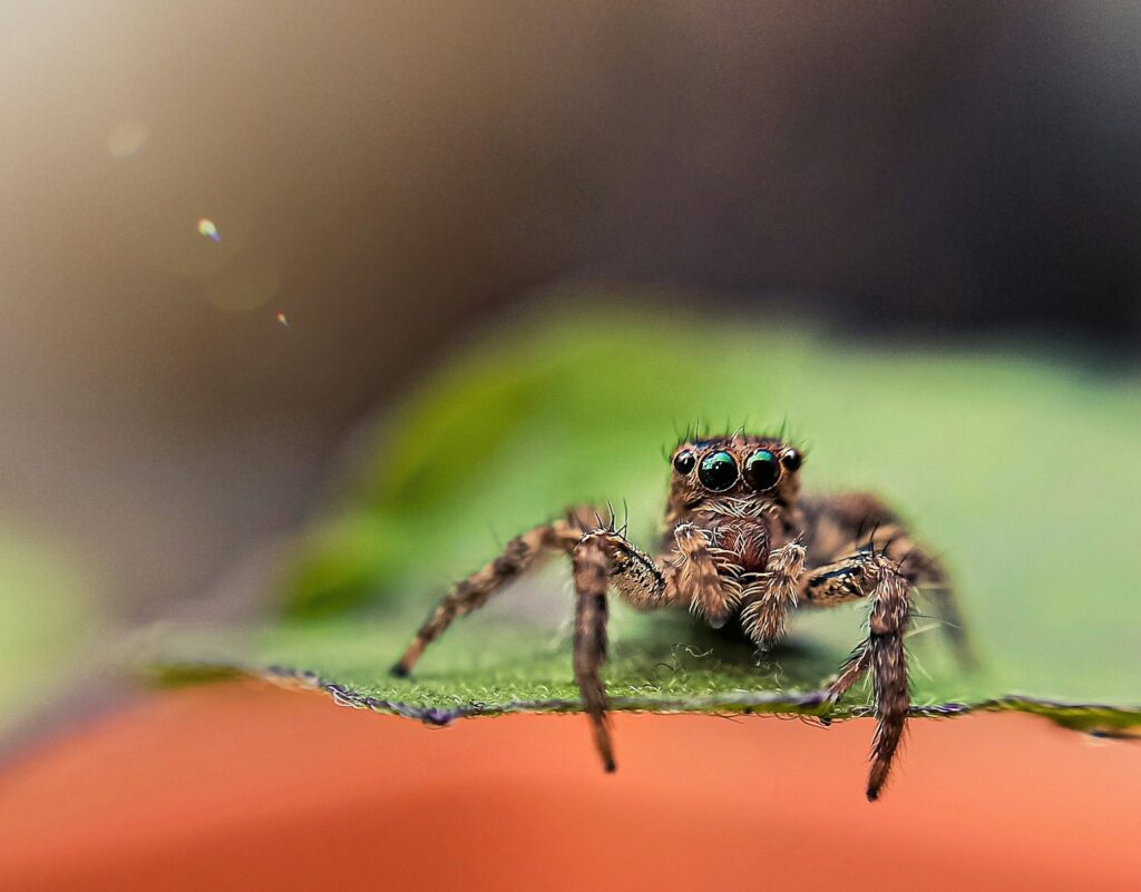 Brown spider on green leaf in macro photography