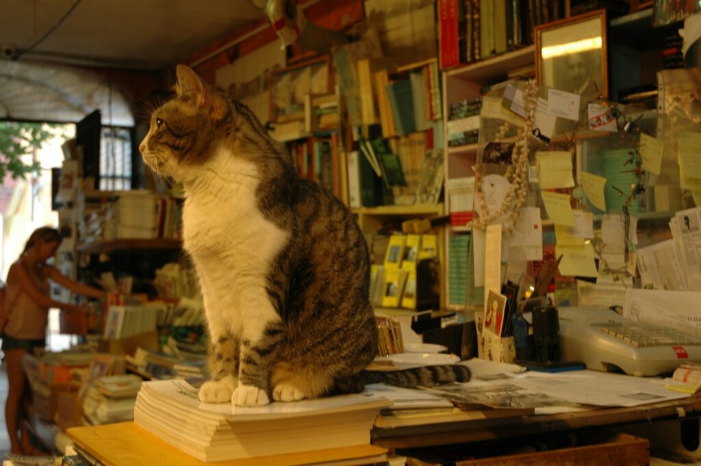 Brown and white tabby cat on brown wooden table