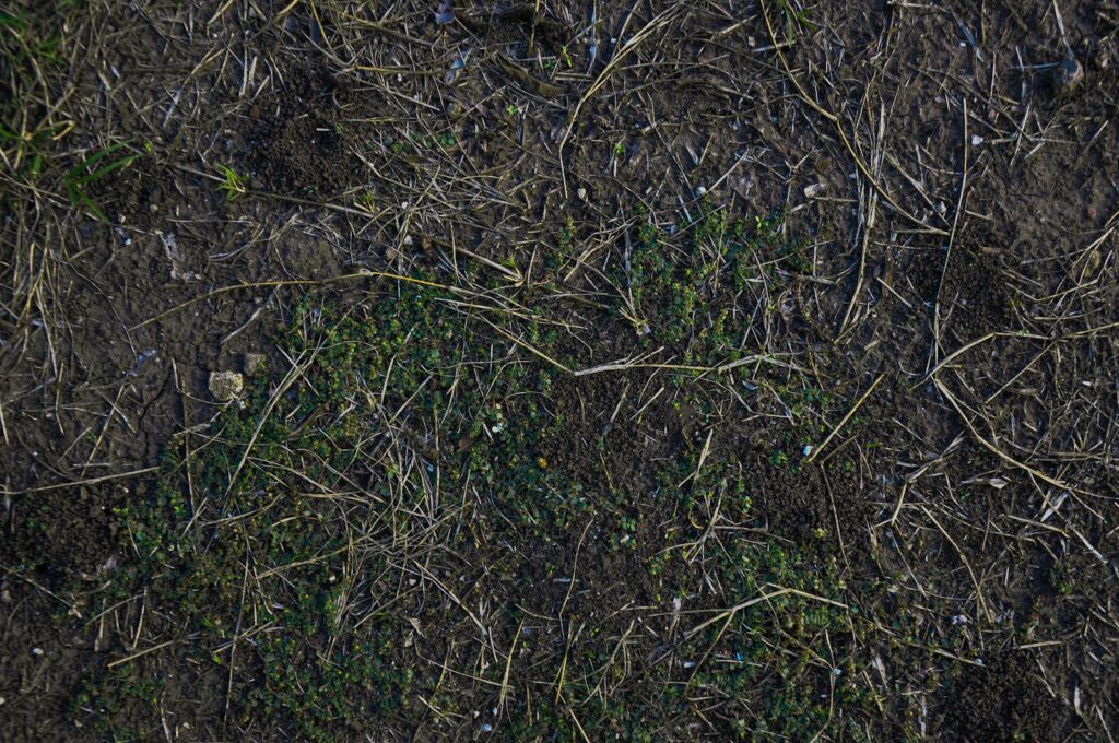 Ground texture featuring dirt, grass, and debris.