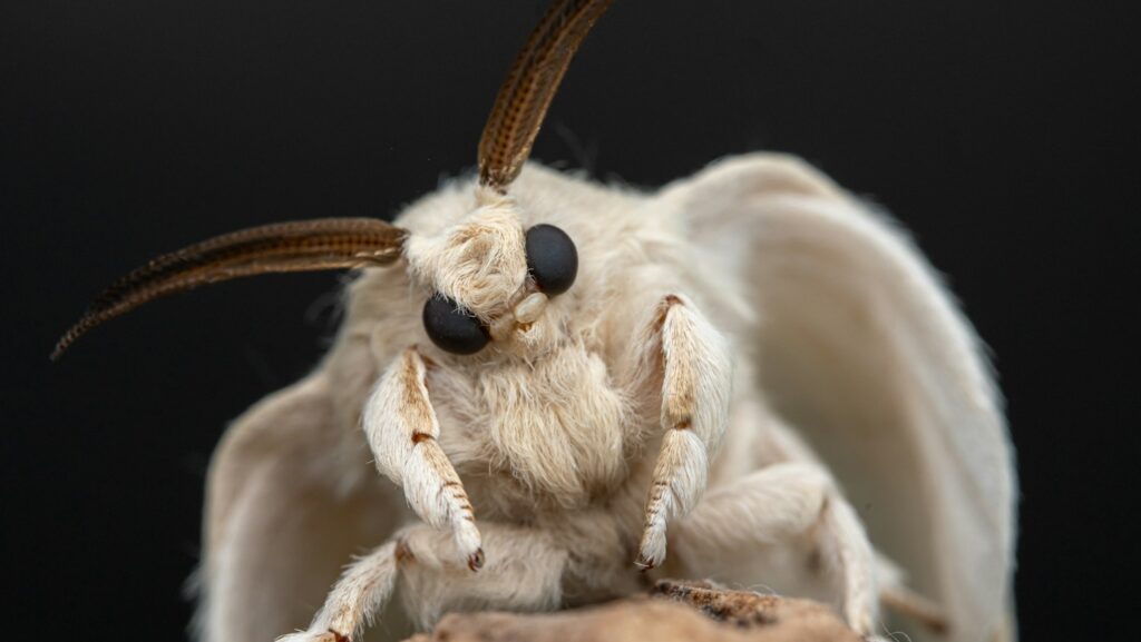 A close up of a bug on a piece of wood