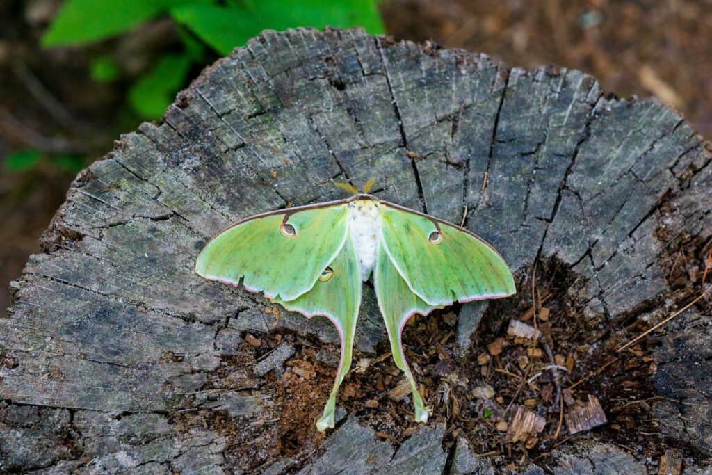 A green moth sitting on top of a tree stump