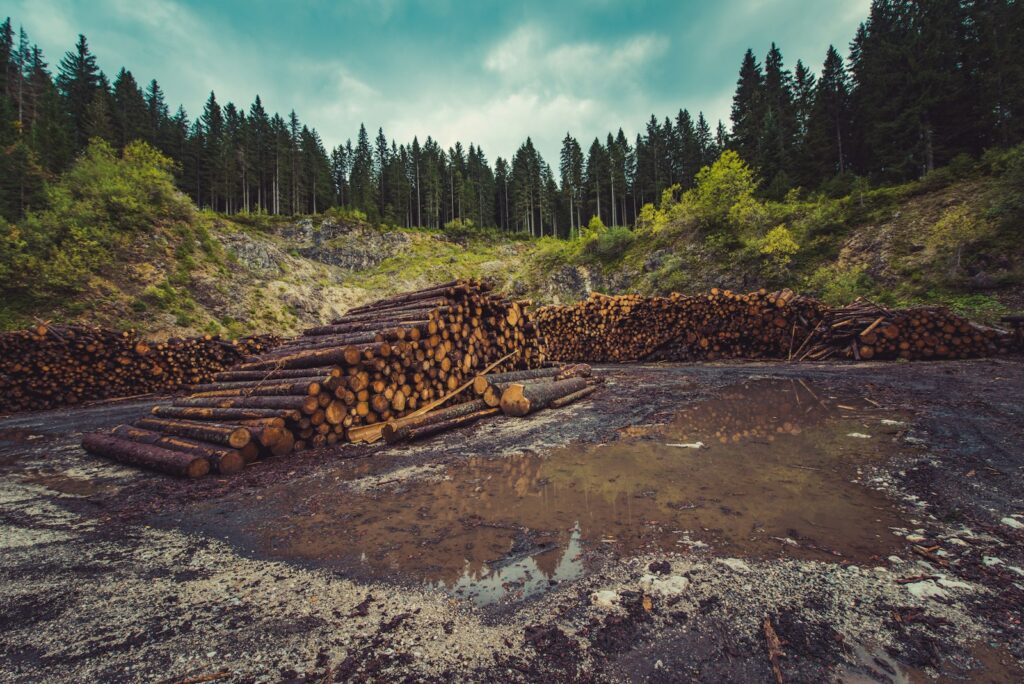 Forest trees being cut down for firewood