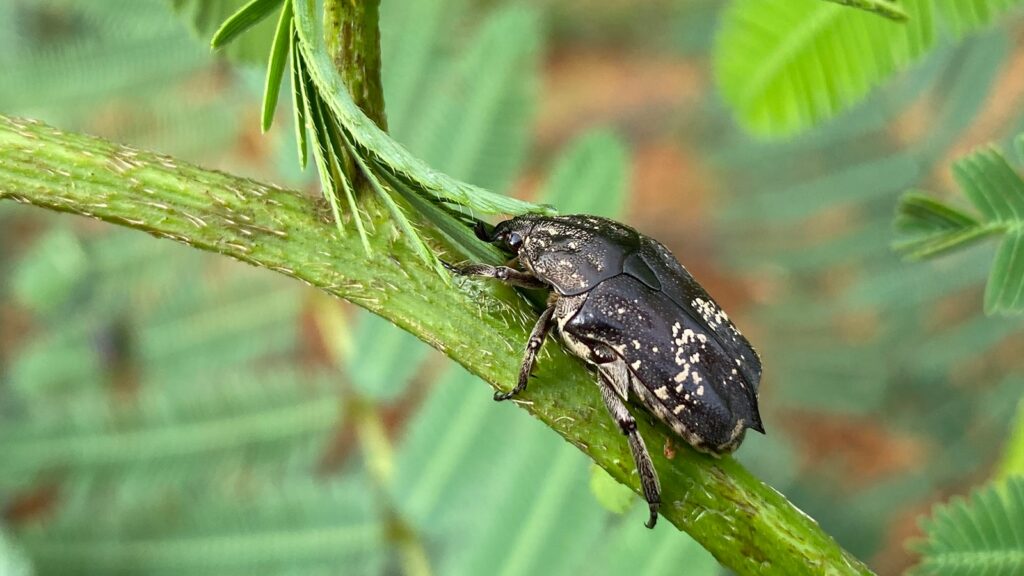 a bug sitting on top of a green leaf