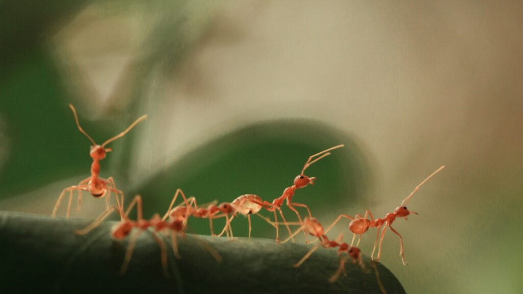 red ant on brown stem in tilt shift lens