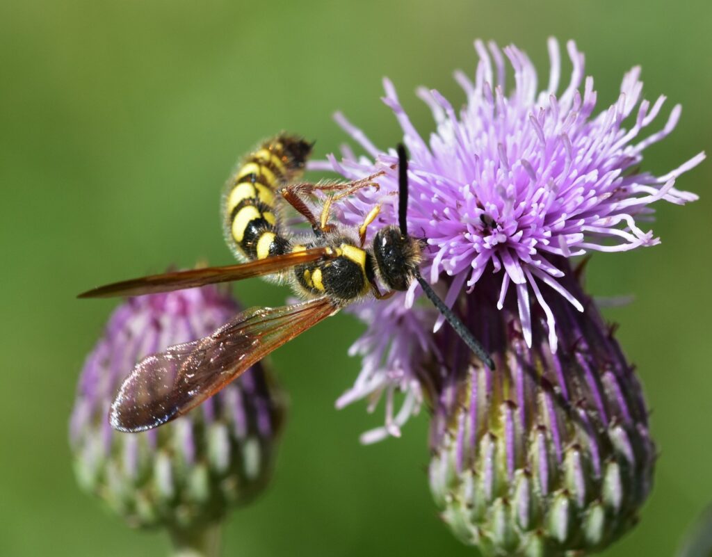 A wasp sitting on top of a purple flower