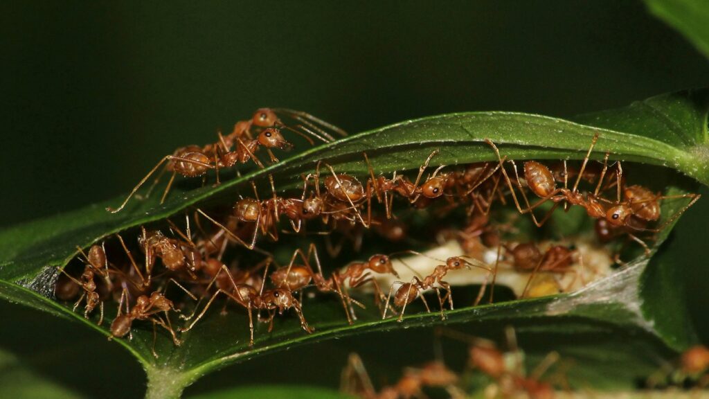 A group of ants crawling on a leaf