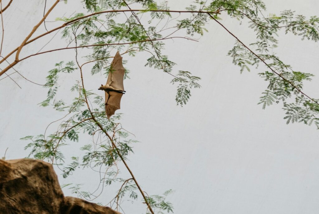 Brown bat soaring beside tree